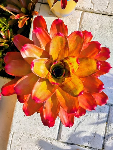 Neoregelia mandarina bromeliad - mandarina,