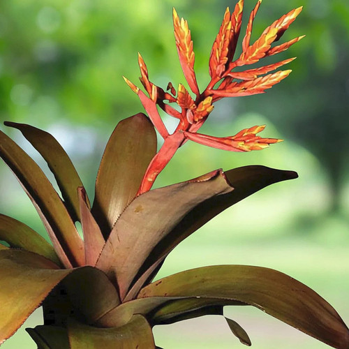 Bromeliad aechmea patricia - bromeliad,