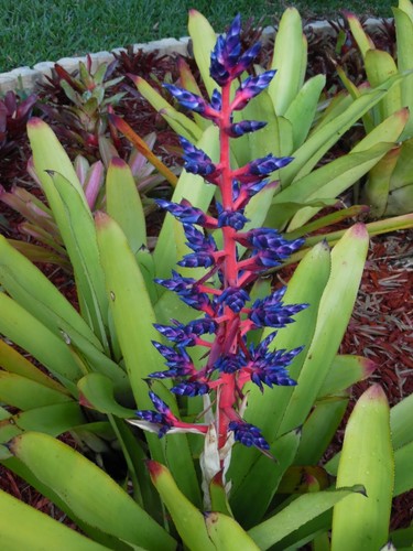 Aechmea blue tango bromeliad - blue,