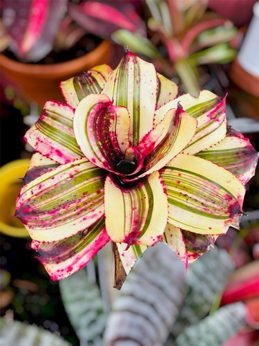 Rare neoregelia - rare,