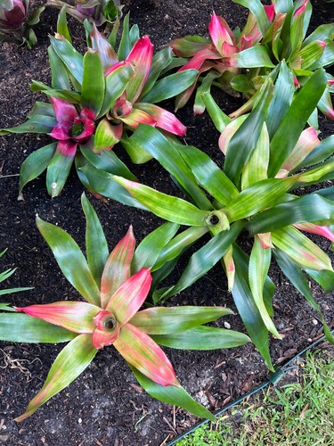 Neoregelia magali bromeliad - neoregelia, 'magali'