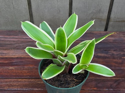 Neoregelia chula rare - neoregelia,