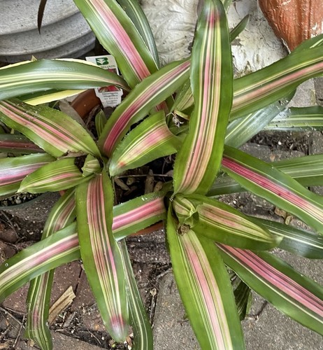 Bromeliad variegated - bromeliad, variegated-