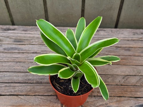 Neoregelia chula rare - neoregelia,