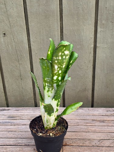 Billbergia hybrid rare - ,