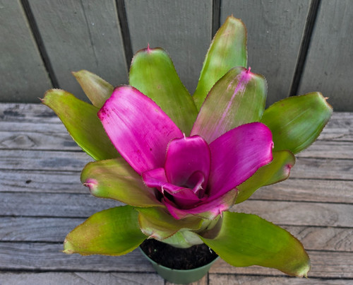 Neoregelia romance rare - neoregelia,