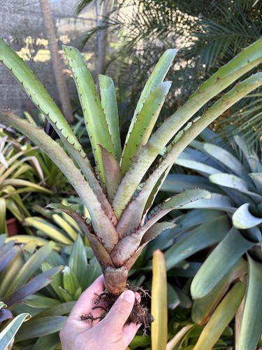 Bromeliad sale aechmea greg - sale!, 'greg'