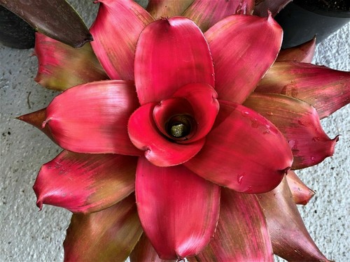 Bromeliads neoregelia - ,