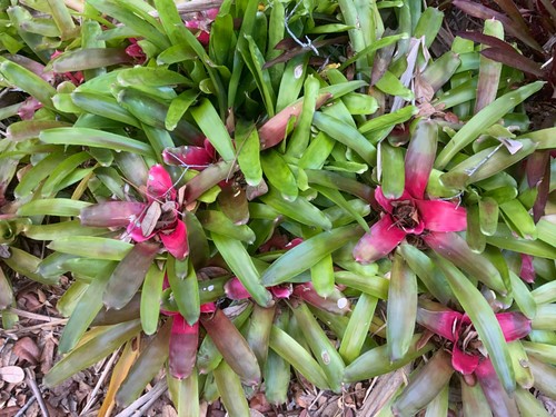 Neoregelia compacta bromeliad - compacta,