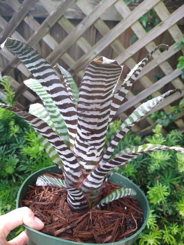 Aechmea chantinii ebony - aechmea,