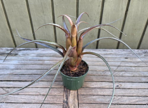 Aechmea recurvata rubra rare - aechmea,