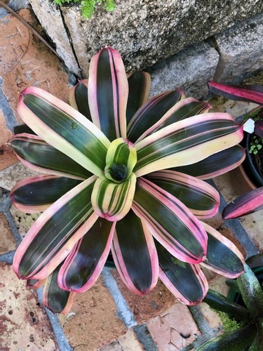 Neoregelia fire cup bromeliad - fire,