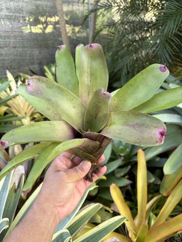 Bromeliad sale neoregelia - sale!,