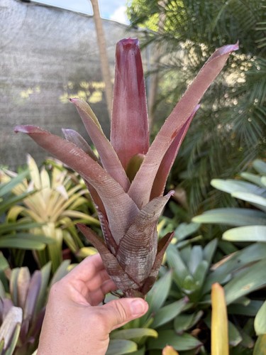Bromeliad sale neoregelia - bromeliad, sale!