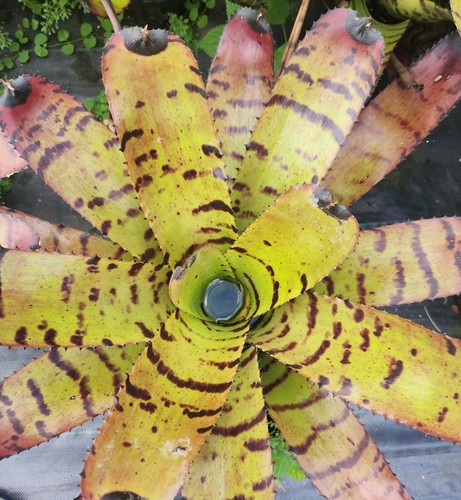Bromeliad stokas tiger rare - bromeliad,