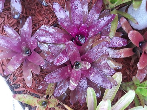 Neoregelia bob work bromeliad - neoregelia,