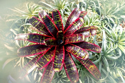Bromeliad neoregelia lucifer - neoregelia,