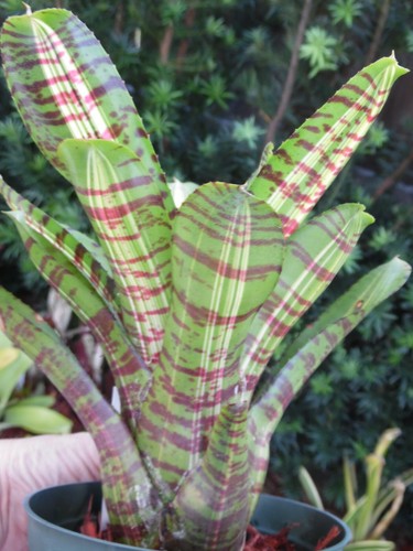 Neoregelia delirious bromeliad - neoregelia,